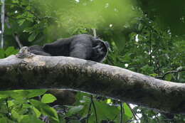 Image of Celebes crested macaque