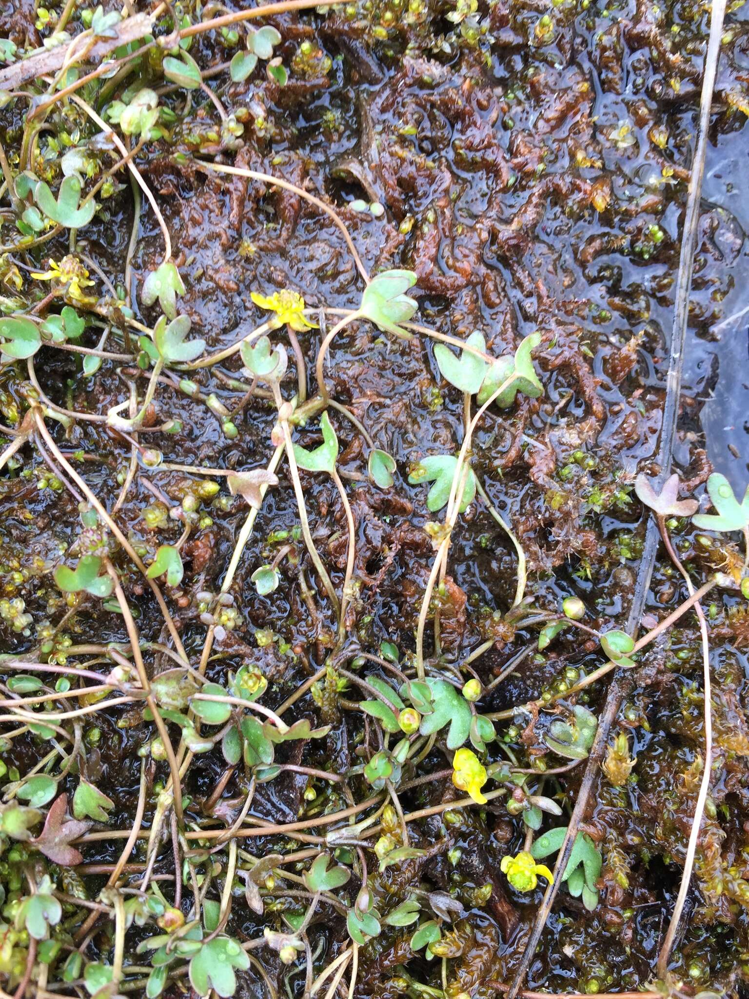 Imagem de Ranunculus hyperboreus Rottb.