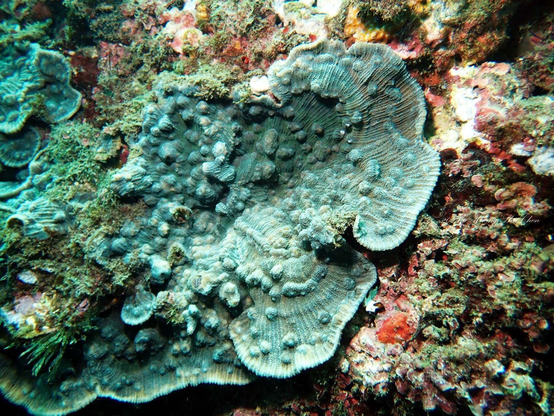 Image of Brown plating hard coral