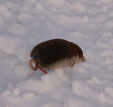 Image of TUNDRA SHREW