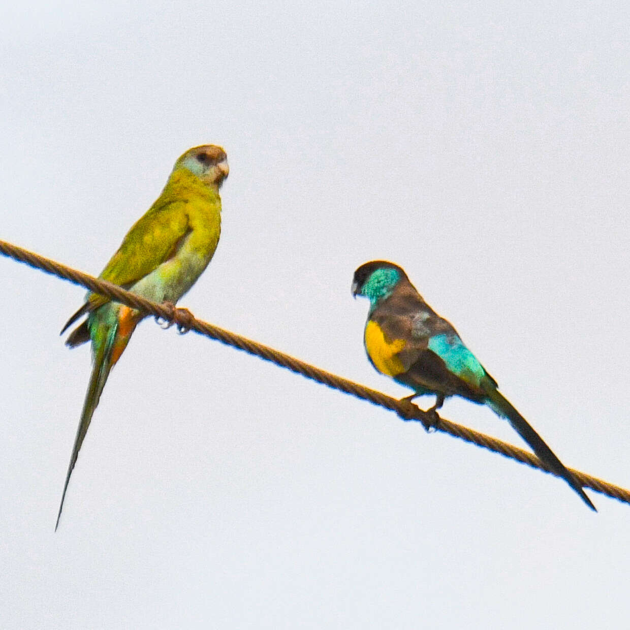 Image of Hooded Parrot