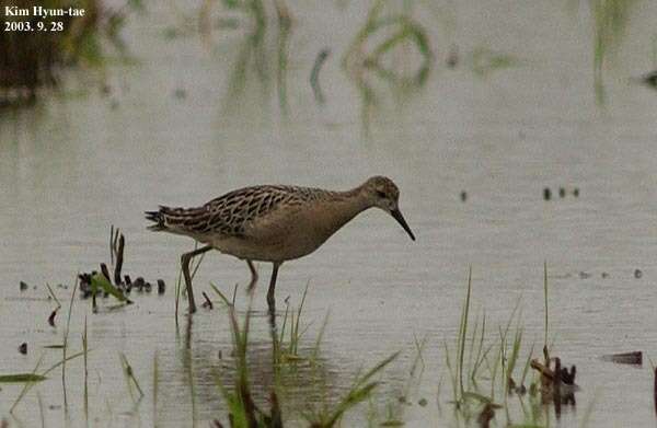 Image of Ruff