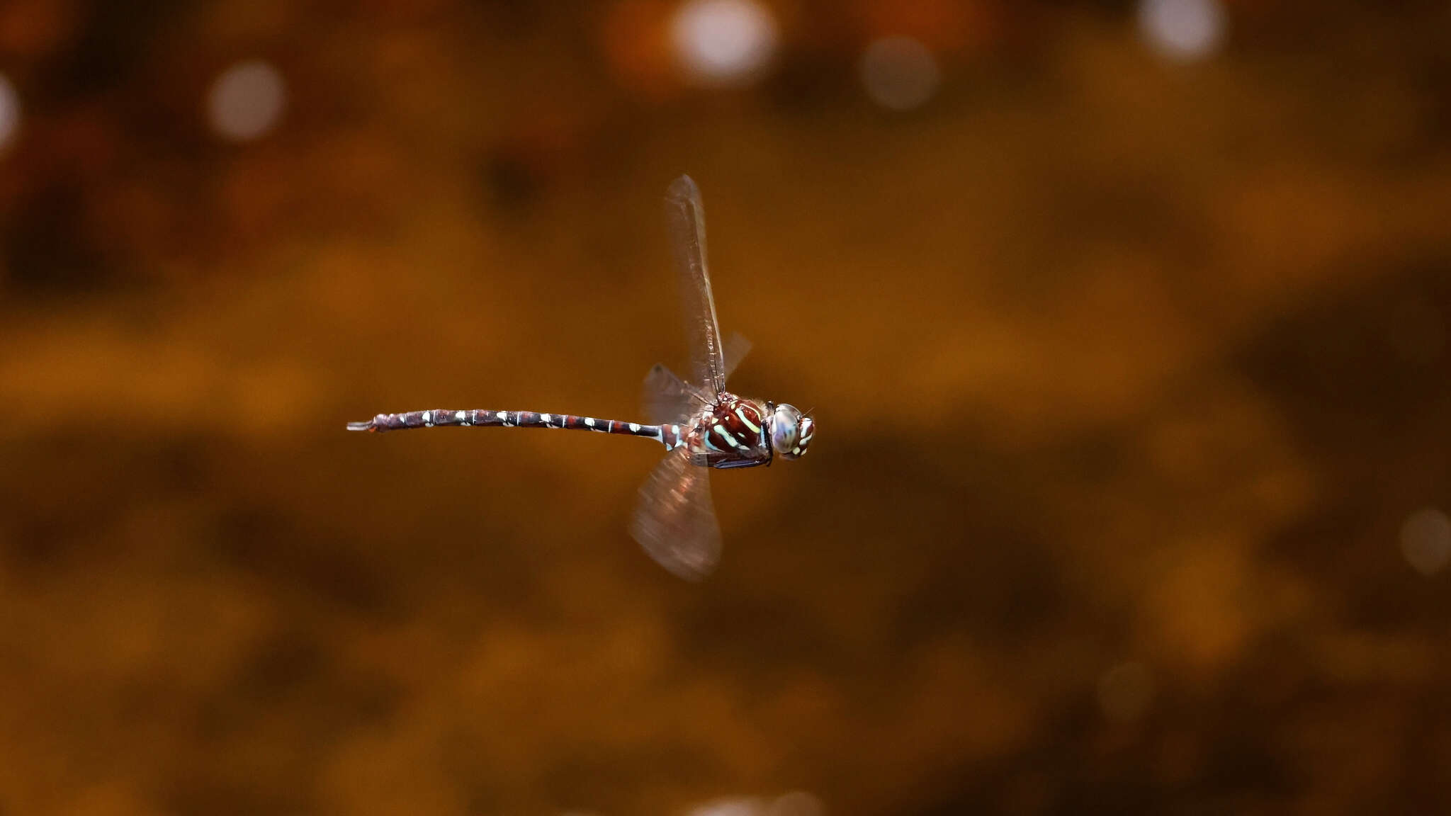 Image of Austroaeschna cooloola Theischinger 1991