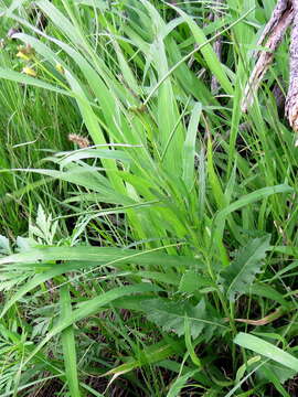 صورة Sisymbrium capense Thunb.