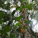 Smilax neocaledonica Schltr. resmi