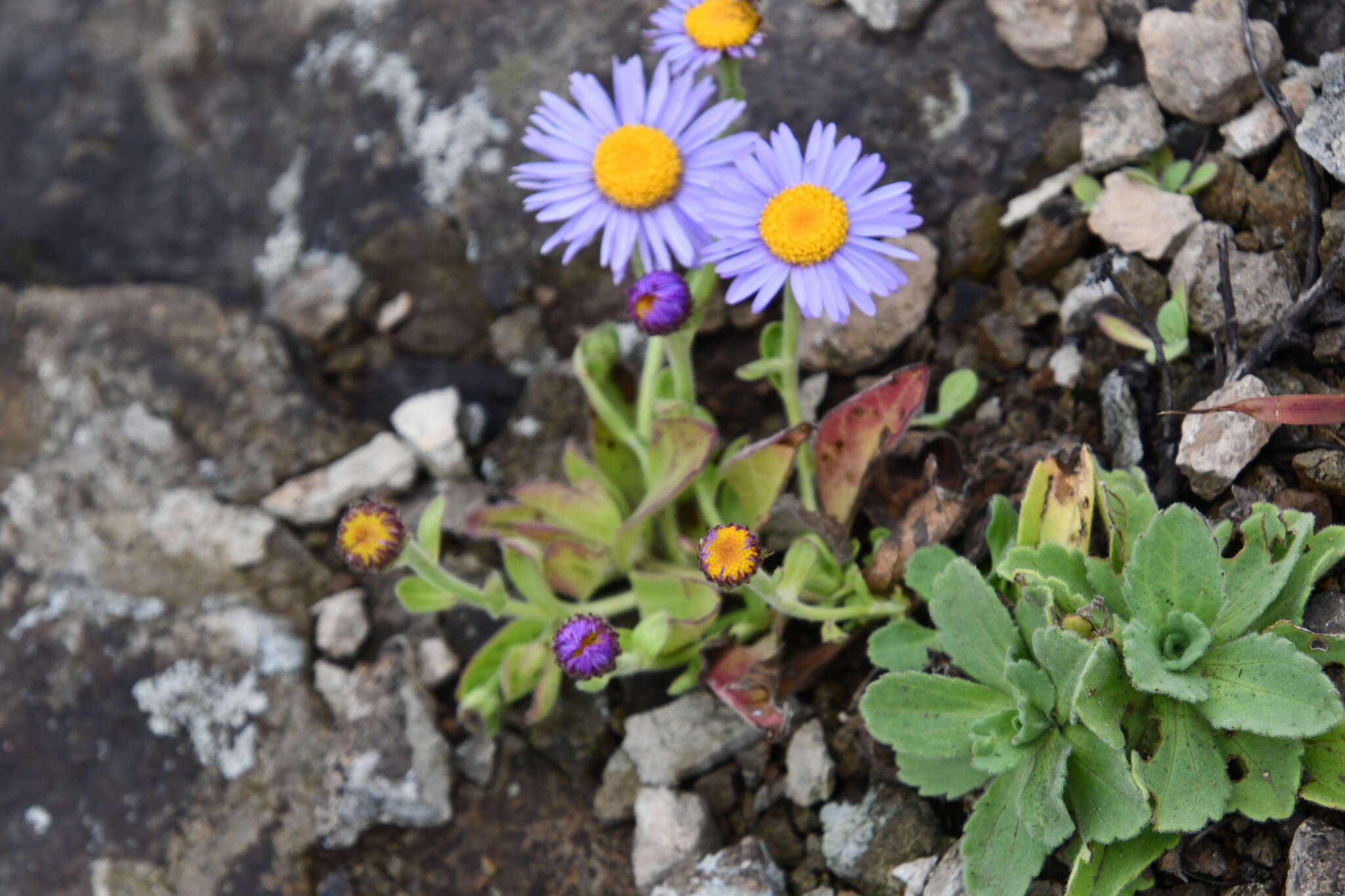 Imagem de Aster spathulifolius Maxim.