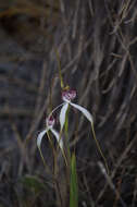Image of Daddy-long-legs spider orchid