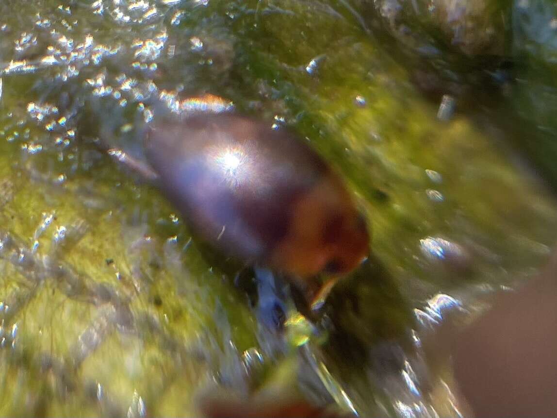 Image de Suphisellus puncticollis (Crotch 1873)