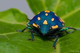 Image of Pachycoris fabricii (Burmeister 1835)