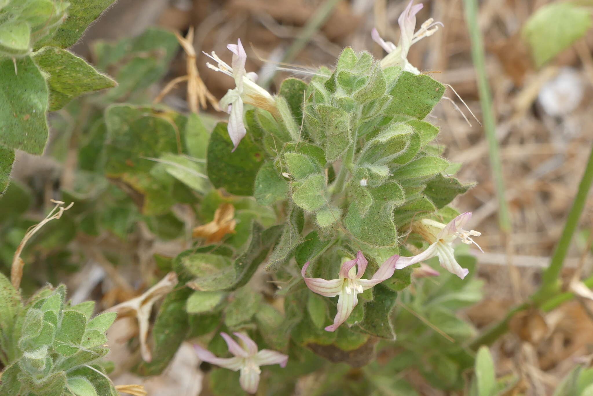 صورة Ruellia diversifolia S. Moore