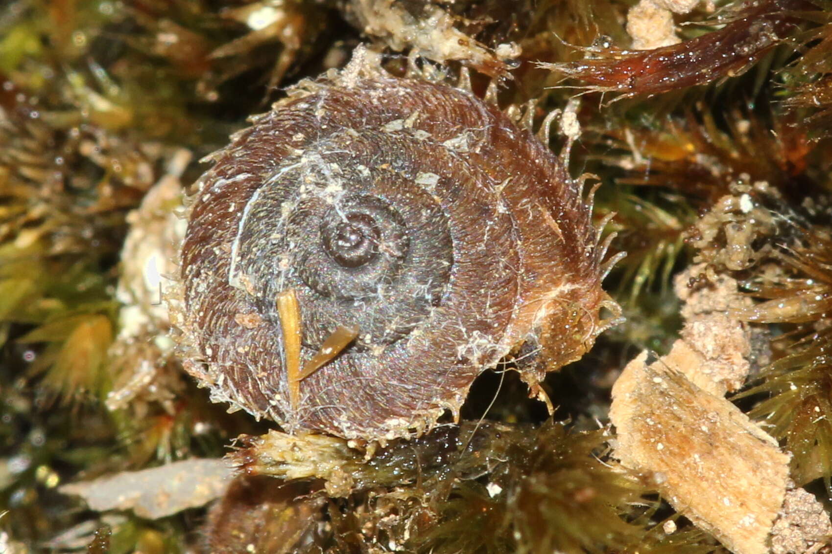 Image of Ciliella ciliata (W. Hartmann 1821)