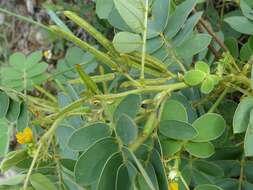 Image of oneleaf senna