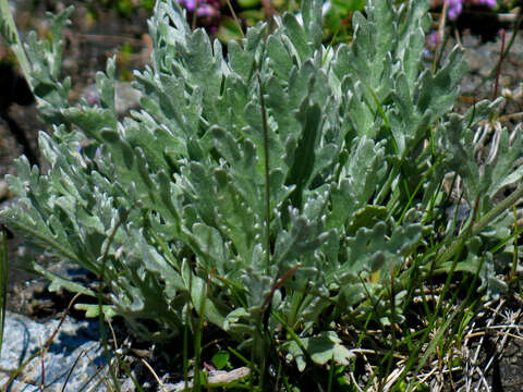 Achillea clavennae L. resmi