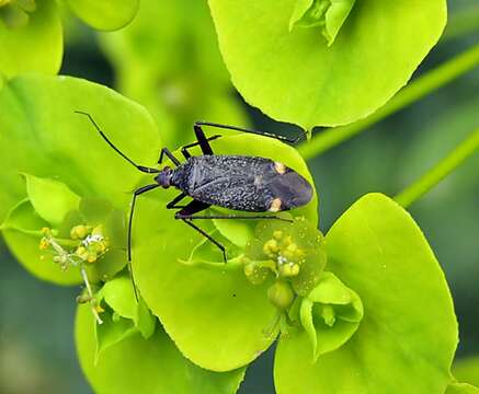 Imagem de Closterotomus vicinus (Horvath 1876)