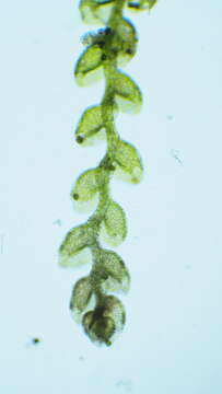 Image of Microlejeunea (Spruce) Steph.