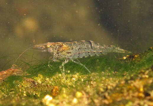 Image of <i>Neocaridina palmata</i>