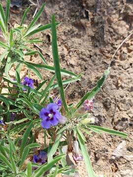 Image of Carpet flower