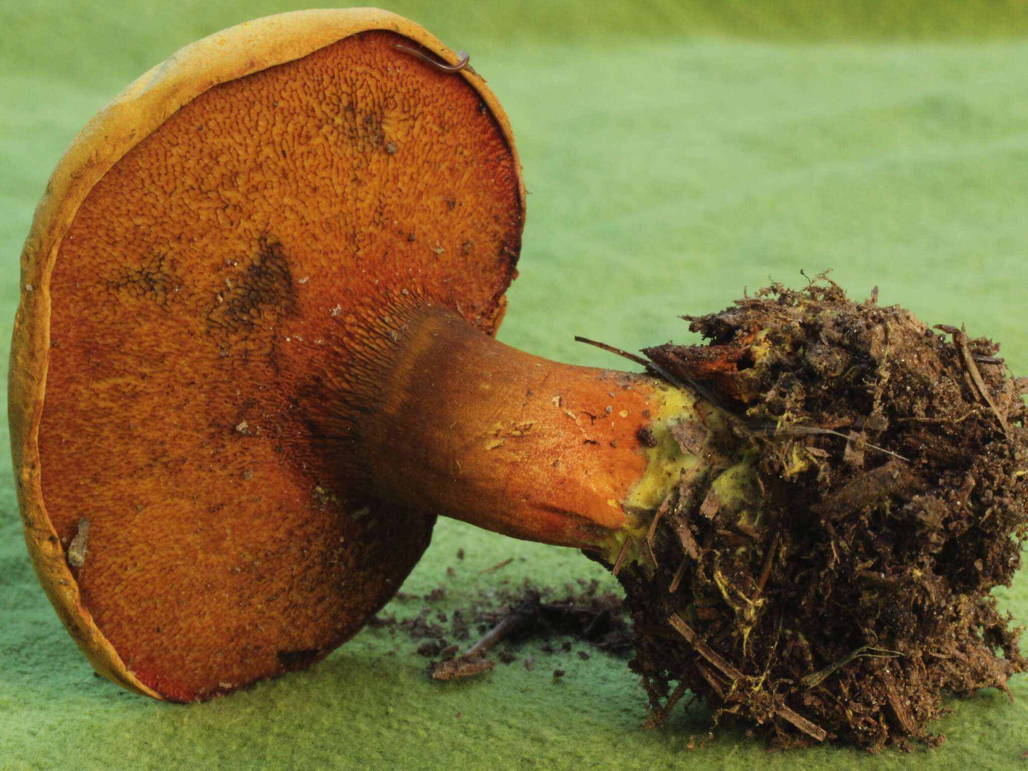 Buchwaldoboletus hemichrysus (Berk. & M. A. Curtis) Pilát 1969 resmi