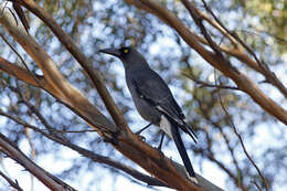 Image of Strepera versicolor plumbea Gould 1846