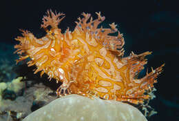 Image of Lacy scorpionfish