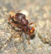 Image of Pheidole longiceps doddi Forel 1910