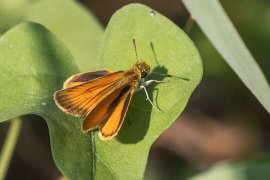 Image of Tropical Least Skipper