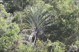 Image of Triangle palm