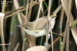 Image of Oriental Reed Warbler