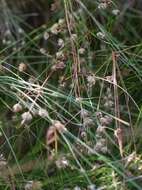 صورة Juncus capensis Thunb.