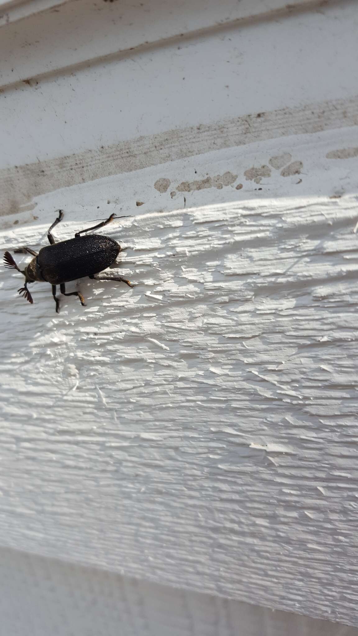 Image of Cedar Beetle