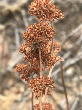 Image of Crassula subacaulis Schönl. & Baker fil.