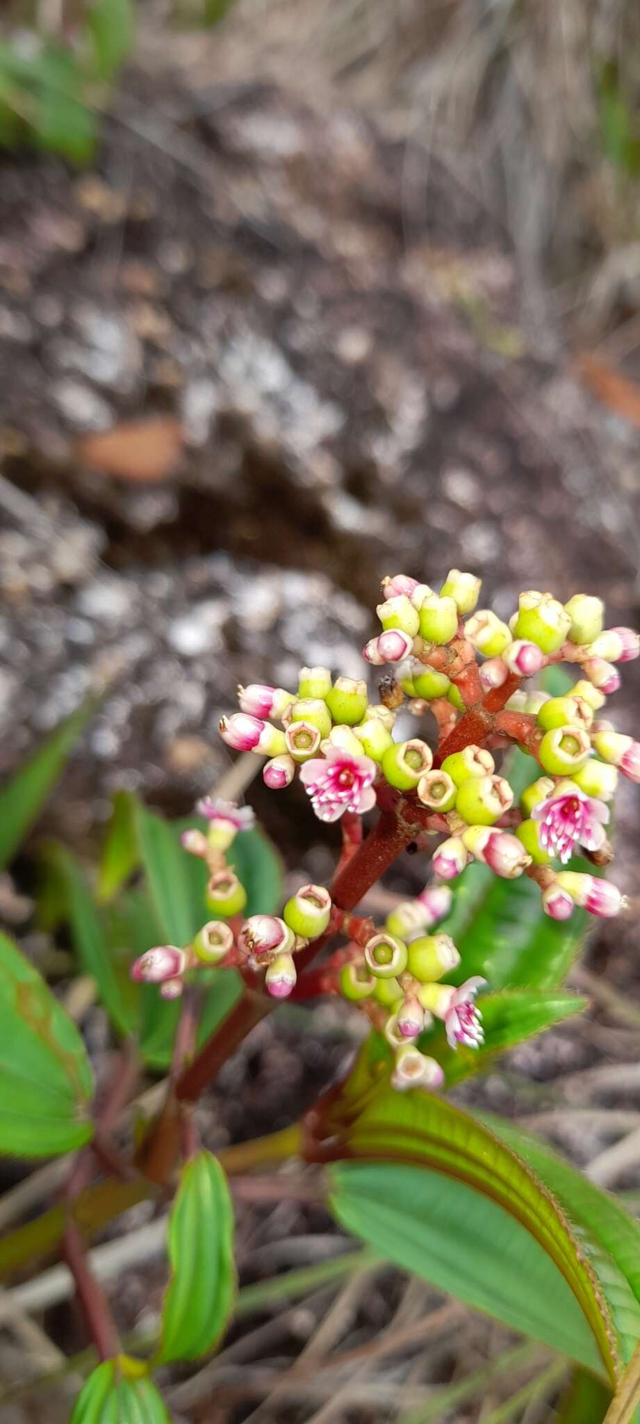 Image of Miconia ciliata (L. Rich.) DC.