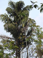 Image of Fishtail Palm