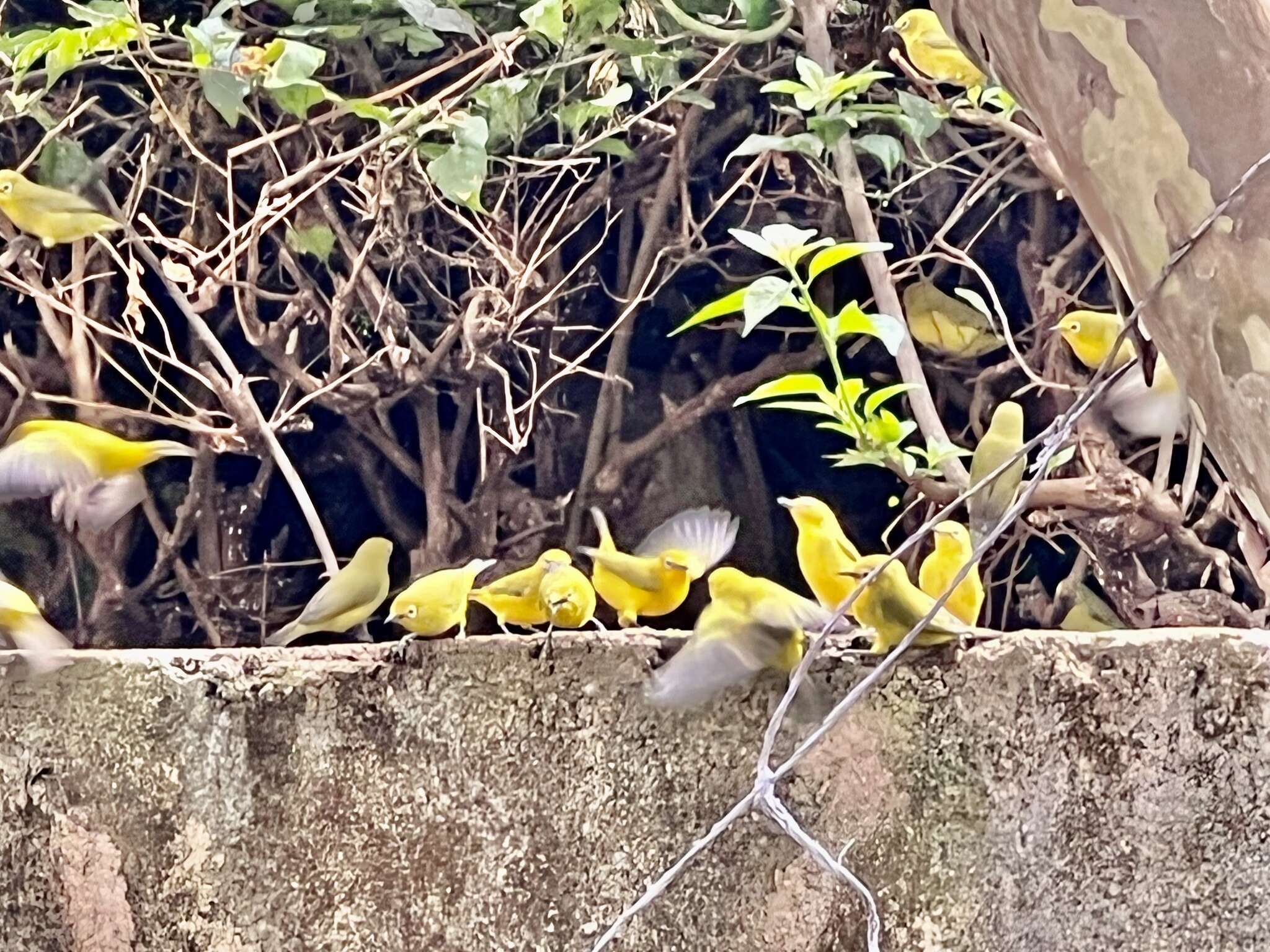 Image of Pale White-eye