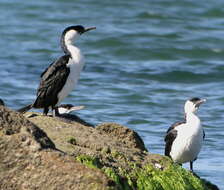 Image of Black-faced Cormorant