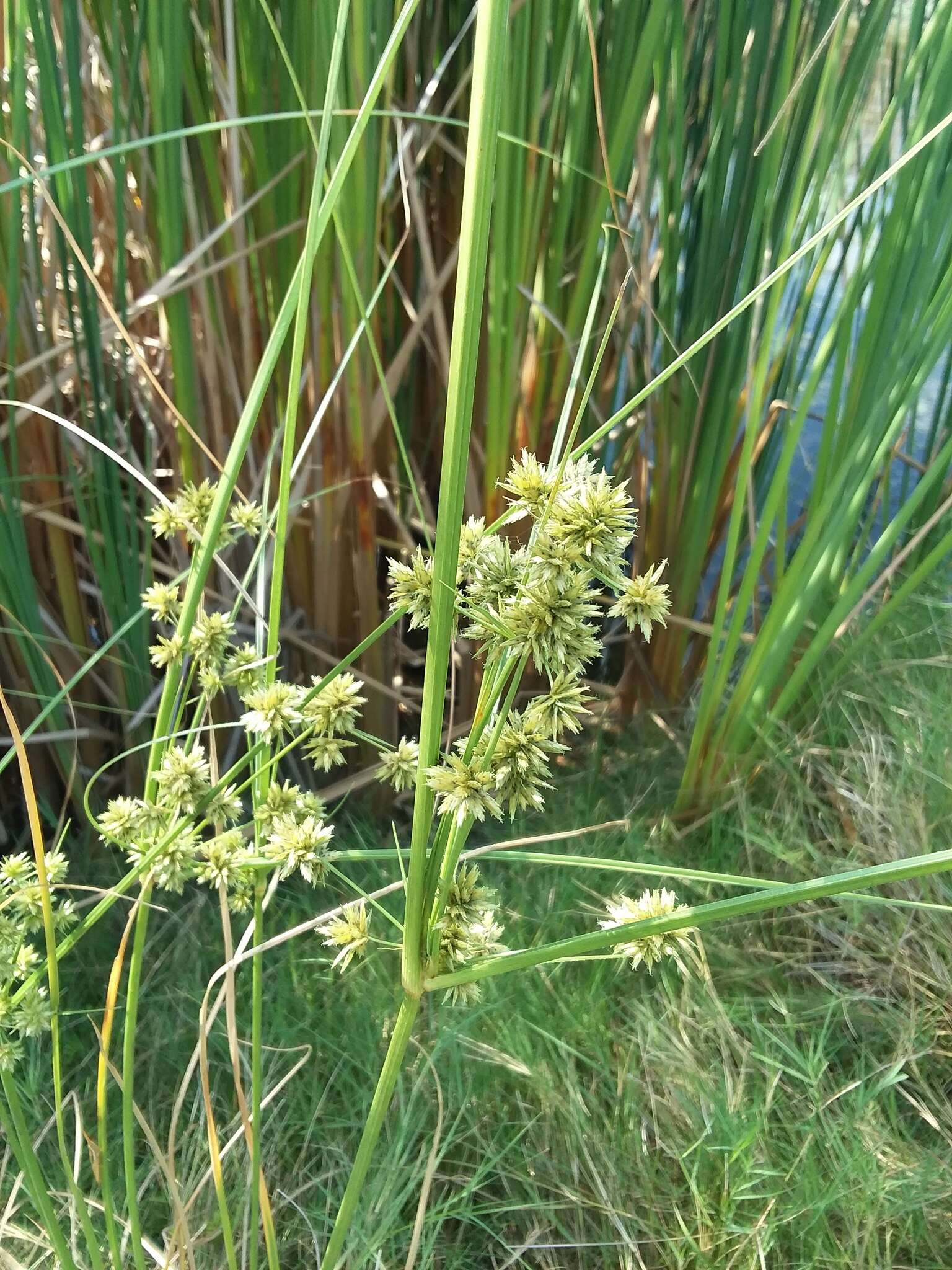 Imagem de Cyperus elegans L.