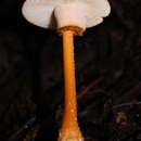 Image of Amanita xerocybe Bas 1978