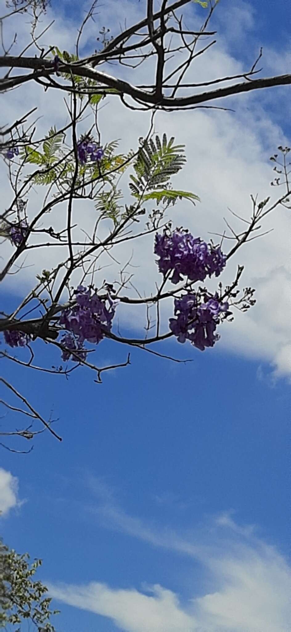 Plancia ëd Jacaranda caucana Pittier