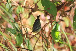 Image of Phylloscopus intensior muleyitensis (Dickinson & Christidis 2014)