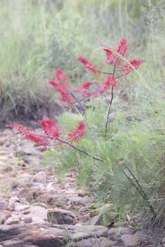 Image of Grevillea dryandri R. Br.