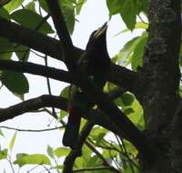 Image of Great Barbet