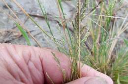 Plancia ëd Puccinellia stricta (Hook. fil.) Blom