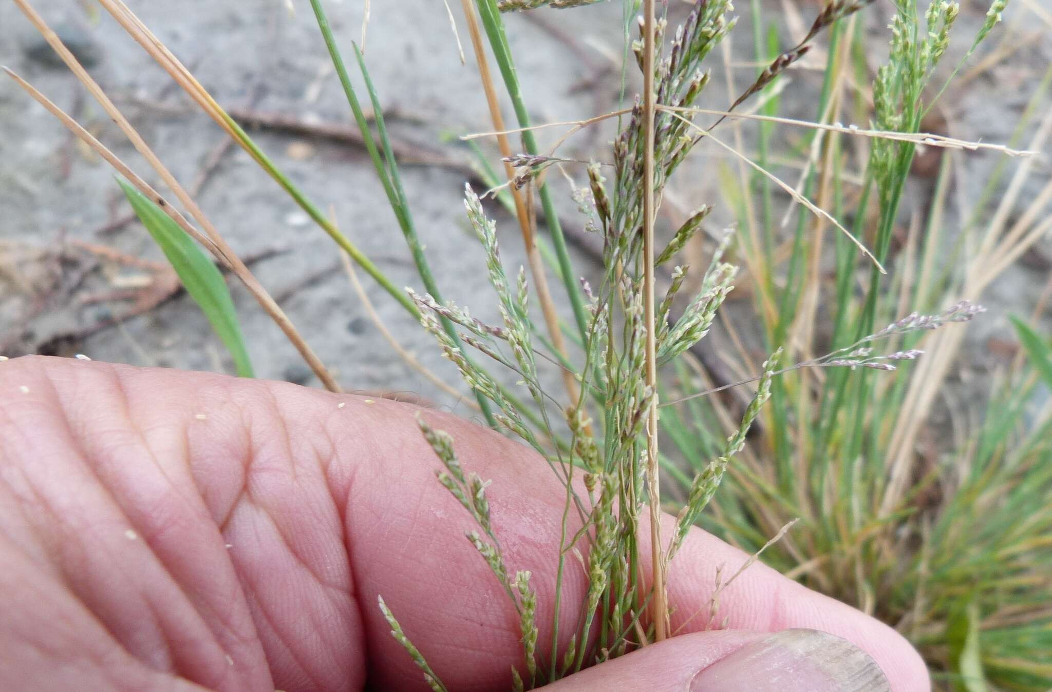 Plancia ëd Puccinellia stricta (Hook. fil.) Blom