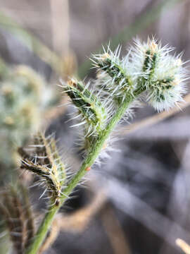 Plancia ëd Cryptantha fendleri (A. Gray) Greene