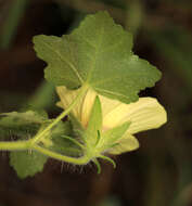 Image of Hibiscus schinzii Gürke ex Schinz