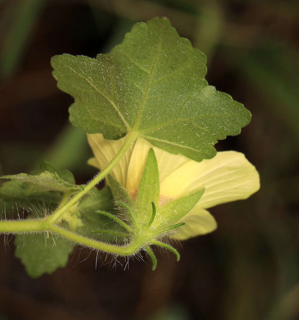 Image of Hibiscus schinzii Gürke ex Schinz