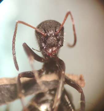 Image of Camponotus kiesenwetteri cyprius Emery 1920