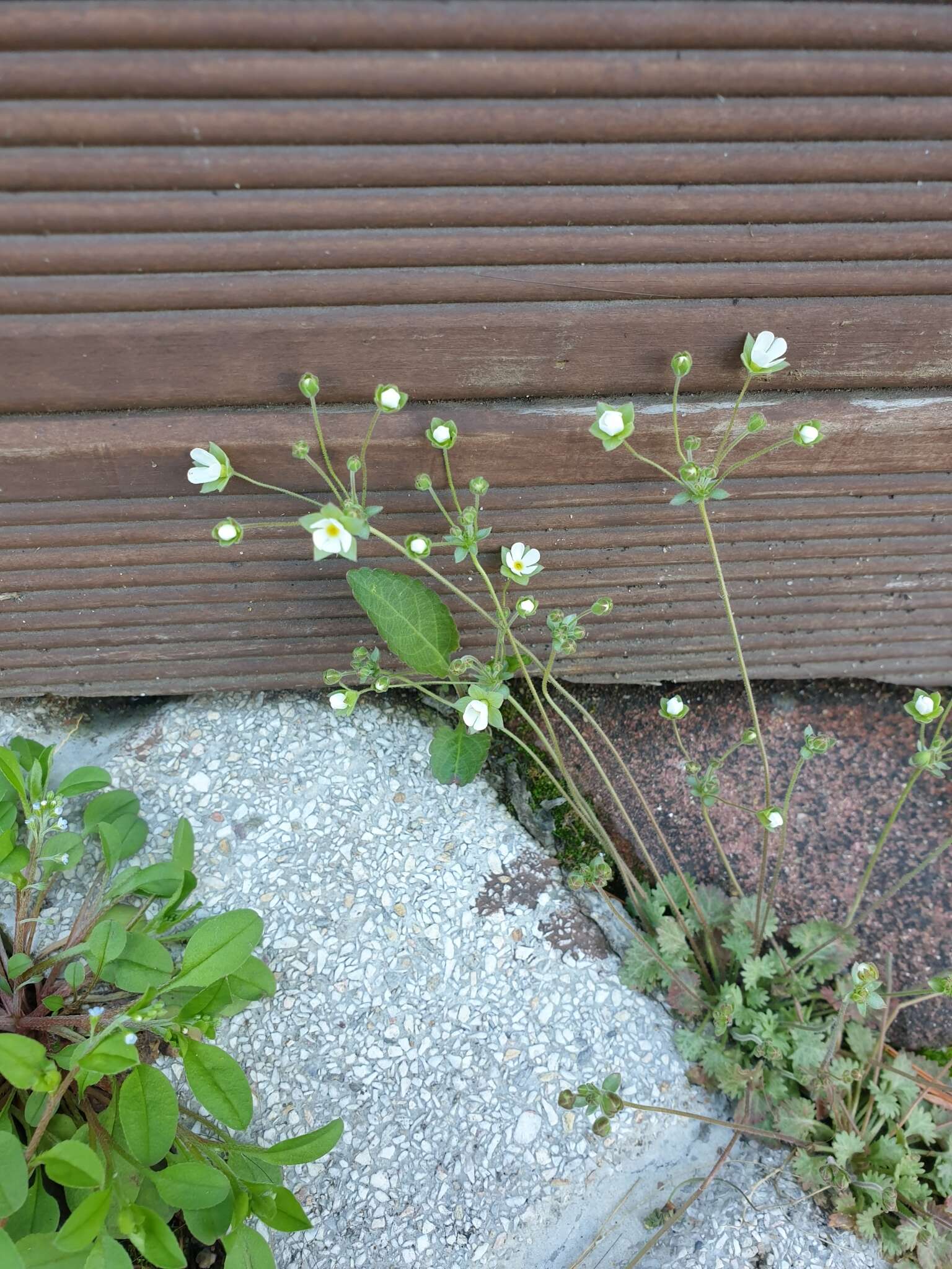 Image of Androsace umbellata (Lour.) Merr.