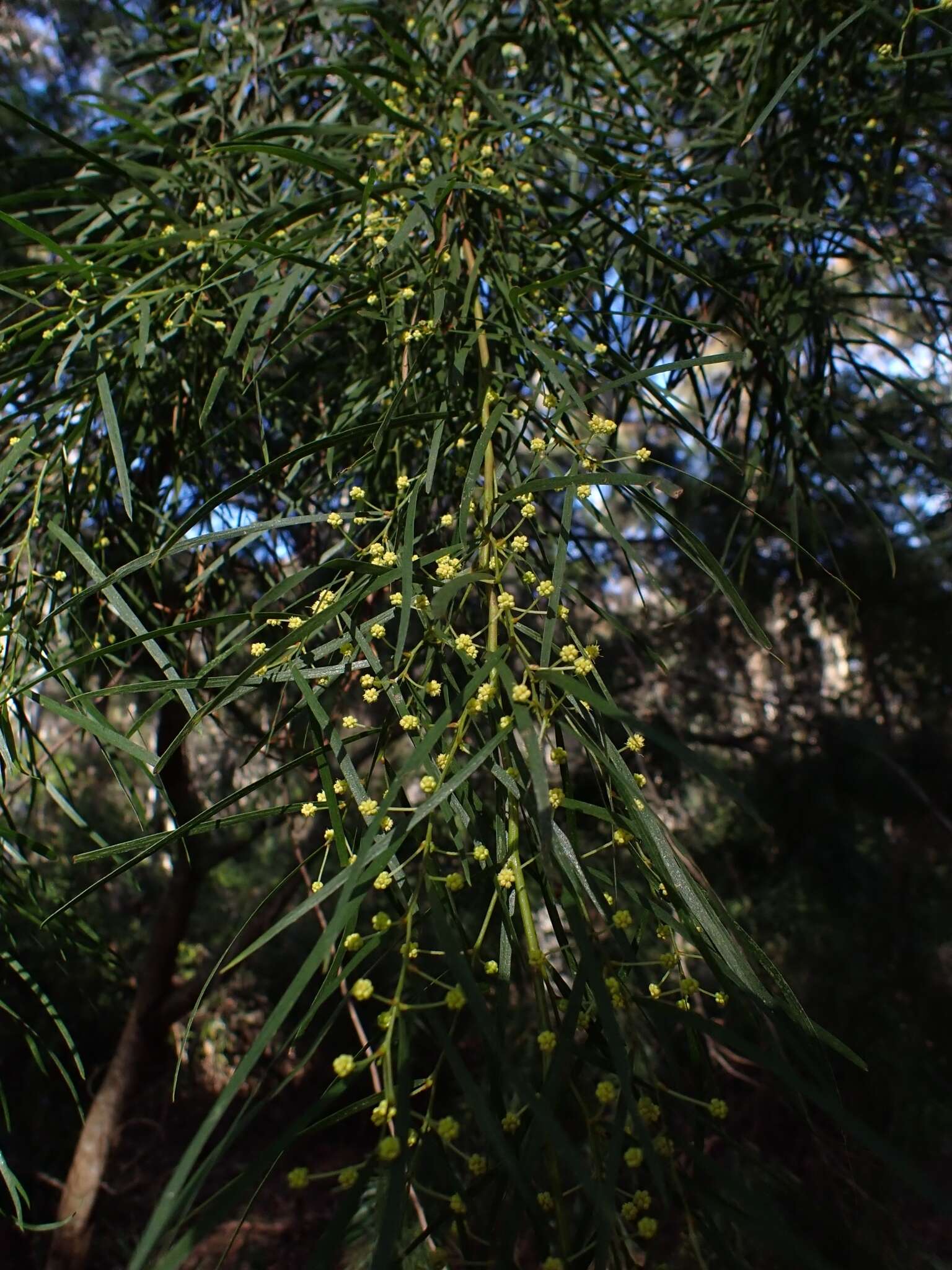 Image of bower wattle