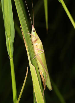 Image of Eucaulopsis